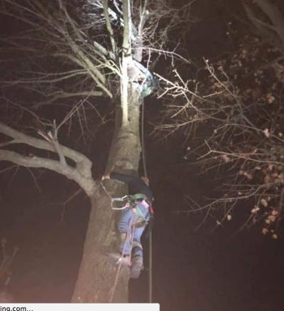 Rescue Of Cat Stuck In A Tree Comes In A Round About Way Olean