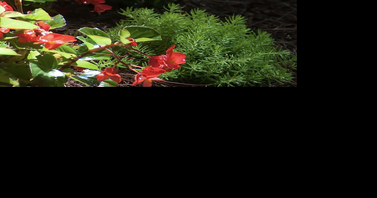 On Gardening: Lemon Coral sedum is tough as nails in this sweltering heat