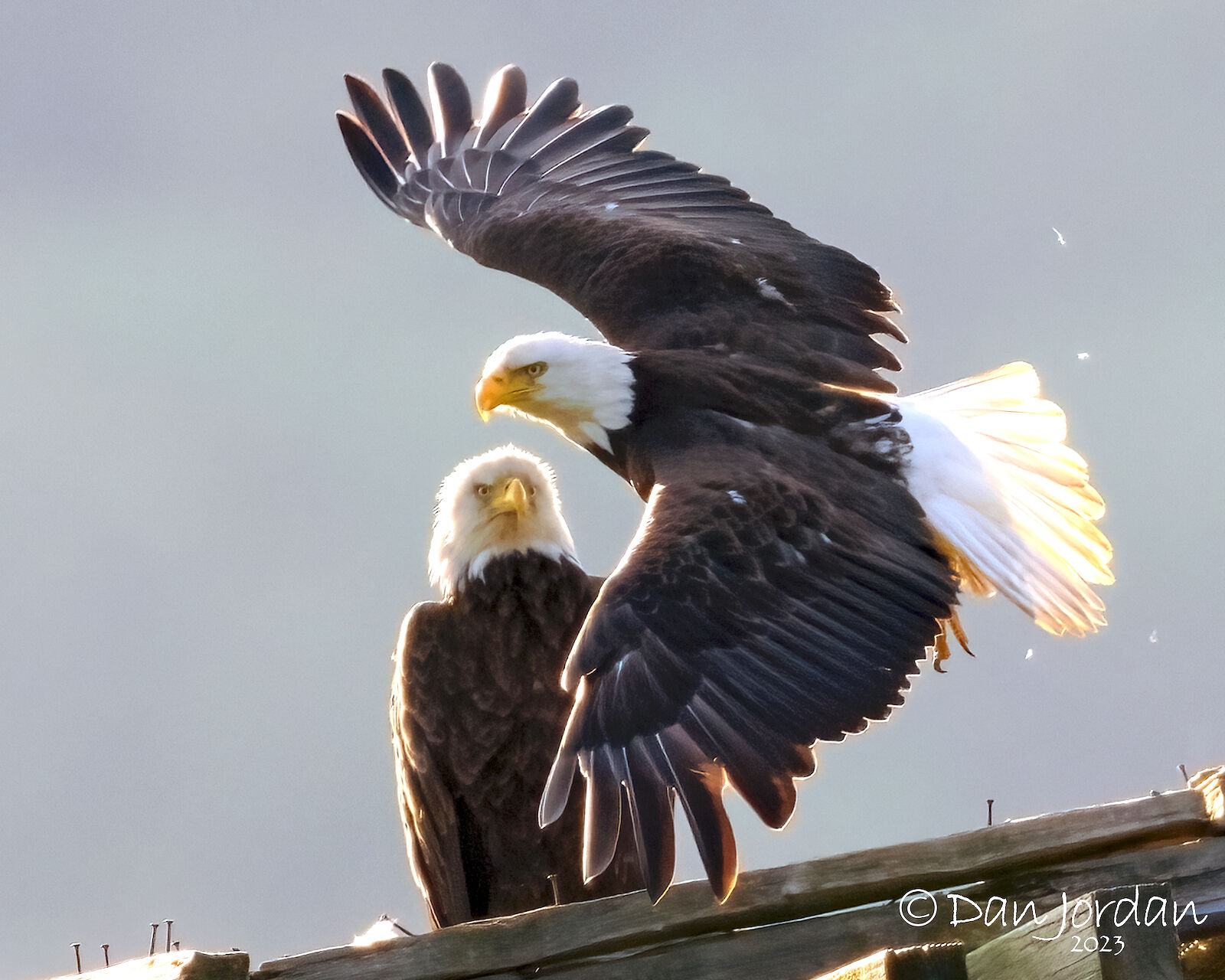 Bald eagle pair in Limestone News oleantimesherald