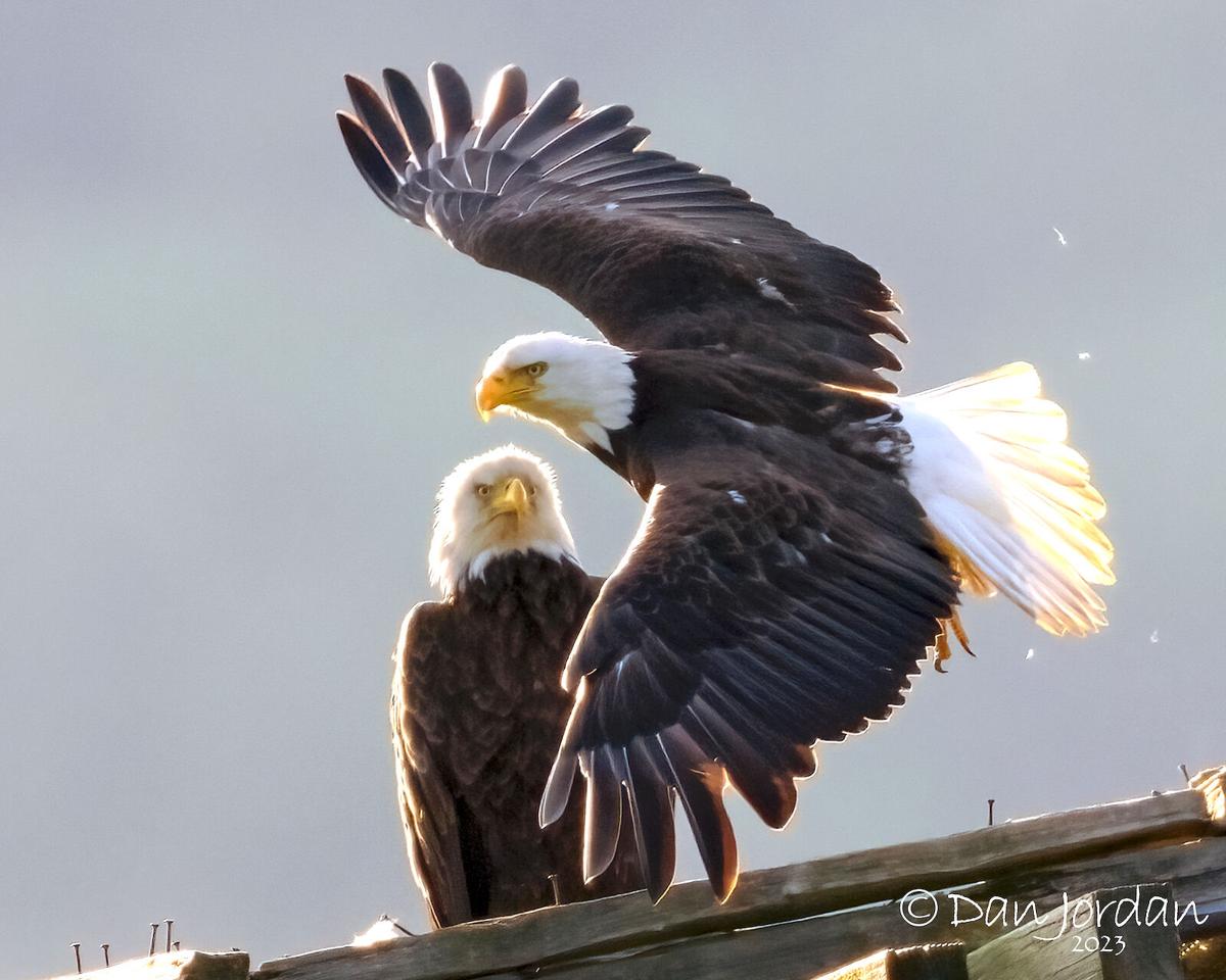 buffalo bills american eagle