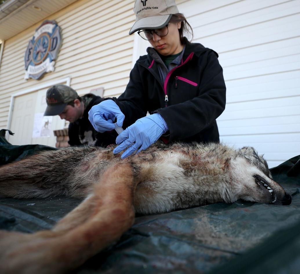Are Pa. coyote hunts barbaric or necessary population control