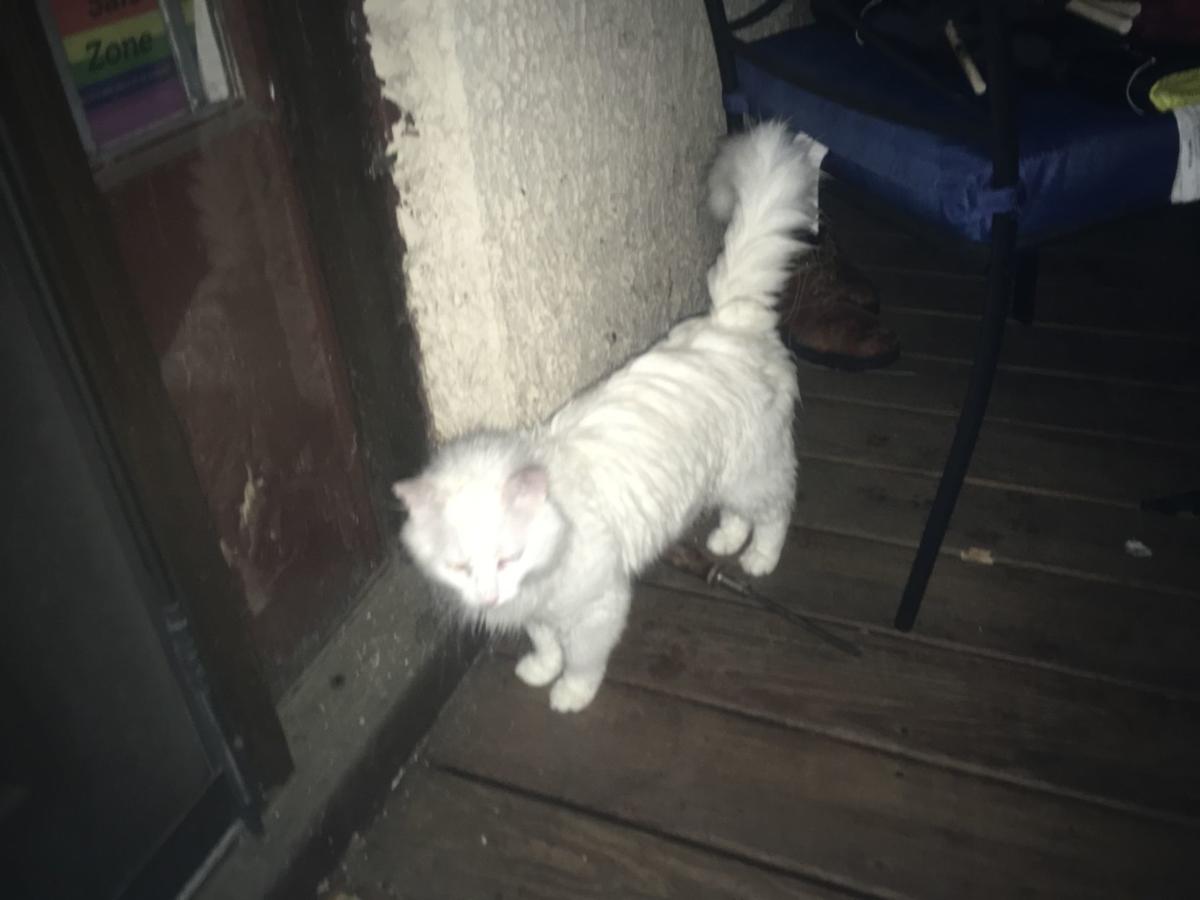 Olean Feral Cat Program Picking Up Steam News Oleantimesherald Com