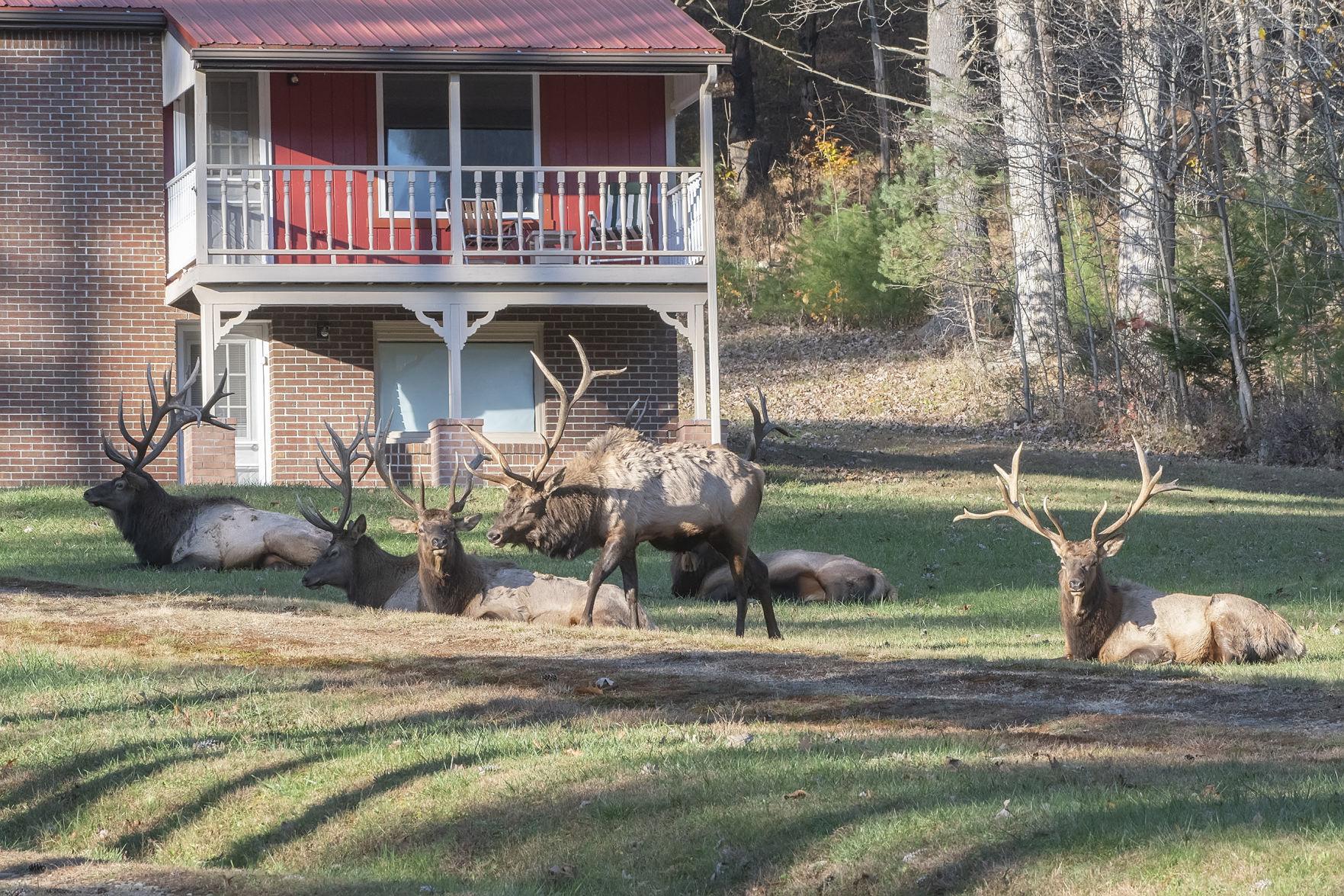 Draft plan asks, is Pennsylvania’s elk herd facing a genetic timebomb Draft plan asks, is Pennsylvania’s elk herd facing a genetic timebomb