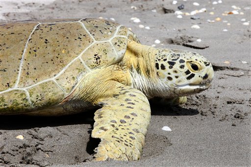 Miracle turtle' released as crowd cheers in Fla., Animals