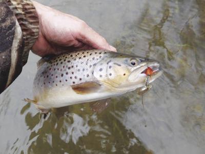Robertson: Deft touch often required to remove hook from a trout