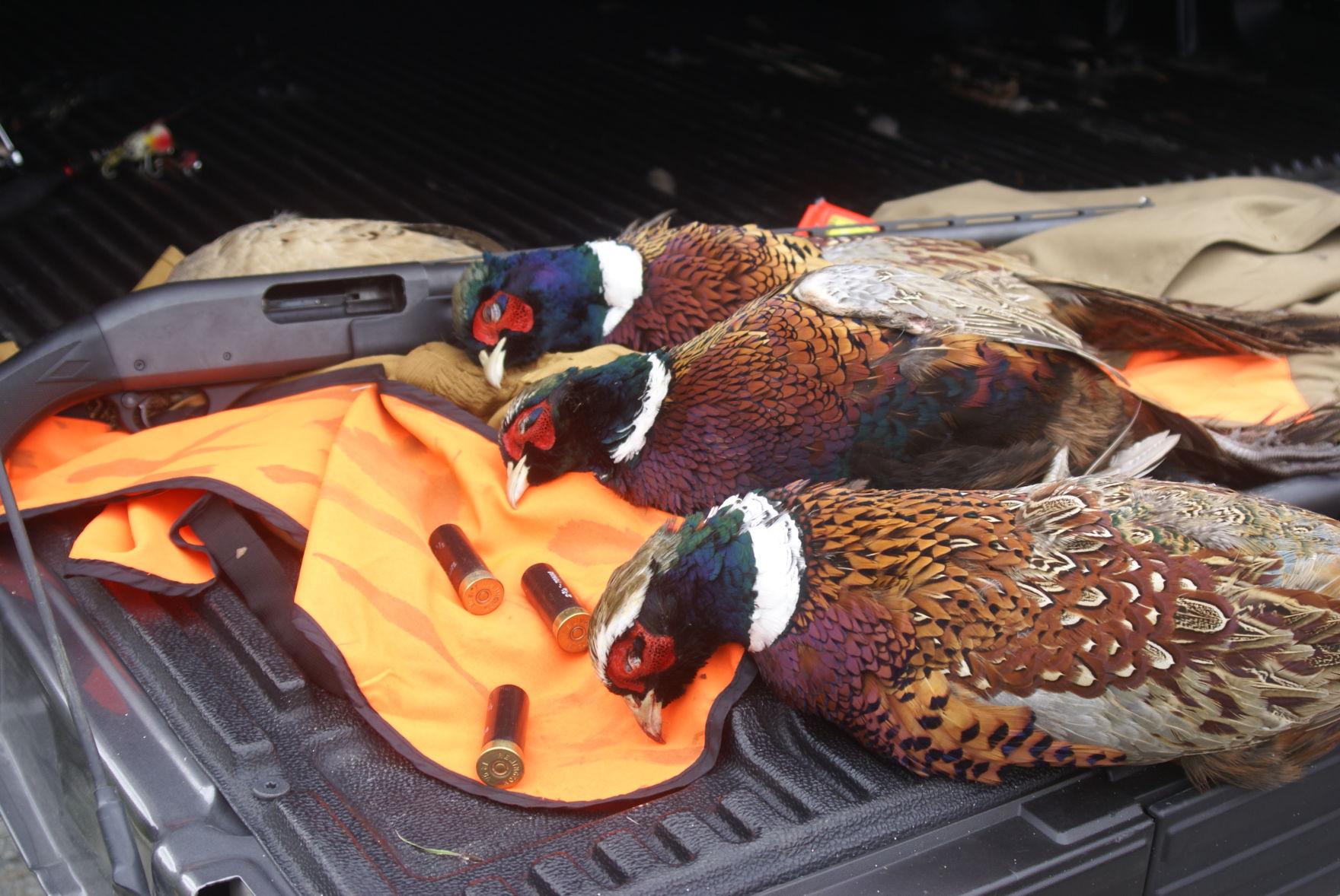 Remembering a boy’s first pheasant hunt Outdoors