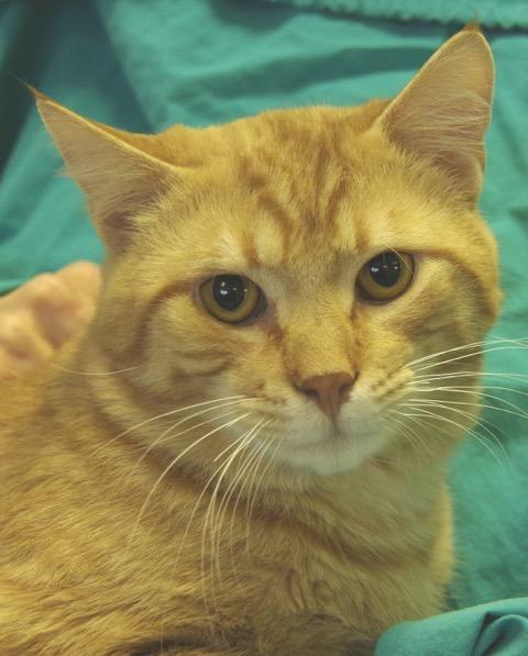 Spca In Cattaraugus County Still Serving Animals Community