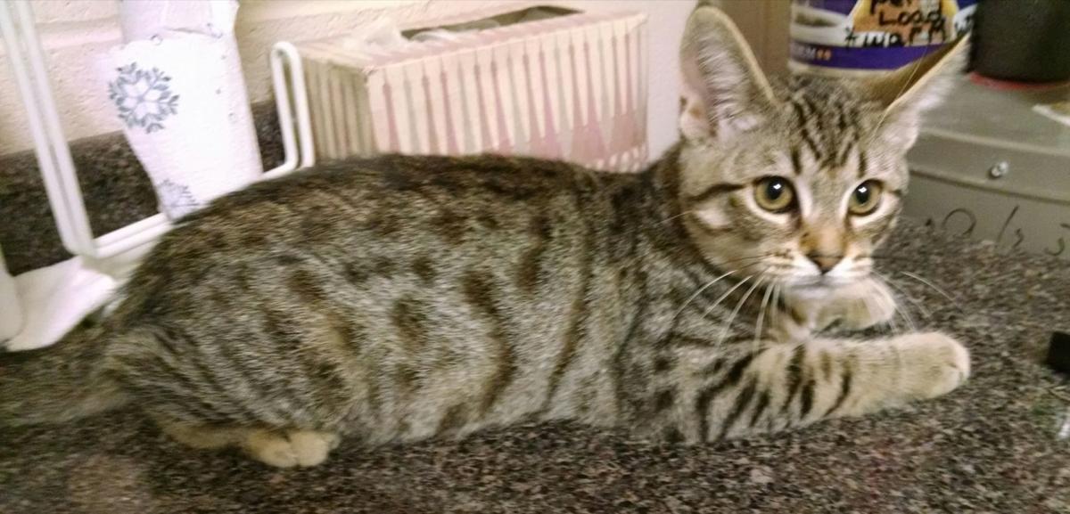 Four Orphaned Felines Rescued From Frosty Clearing News