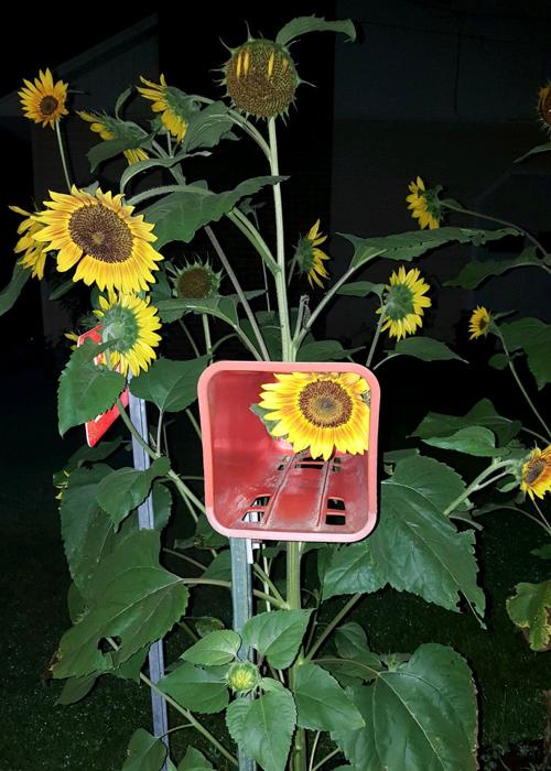 Olean sunflower growing into Times Herald paper tube
