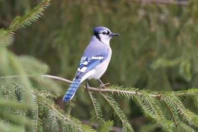 All About Blue Jays: Are They Actually Blue? - Nature Canada