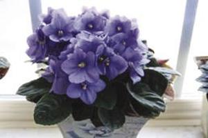 Gardening African Violets Bloom Almost Year Round Lifestyle Oleantimesherald Com