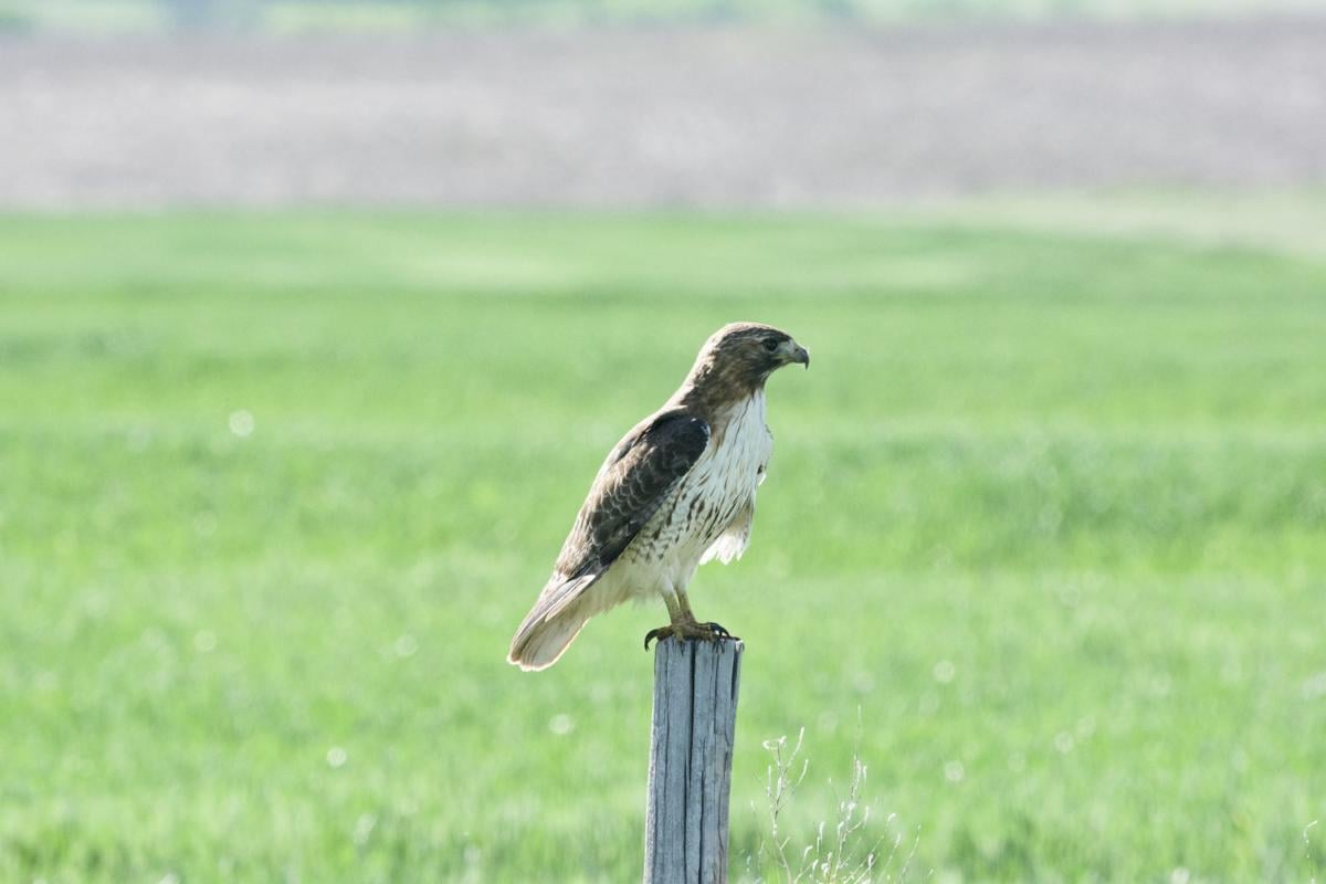 When A Red Tailed Hawk Doesn T Fit The Profile Lifestyle Oleantimesherald Com