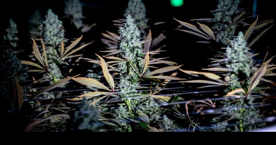 Marijuana dispensaries start selling whole flower in NY News