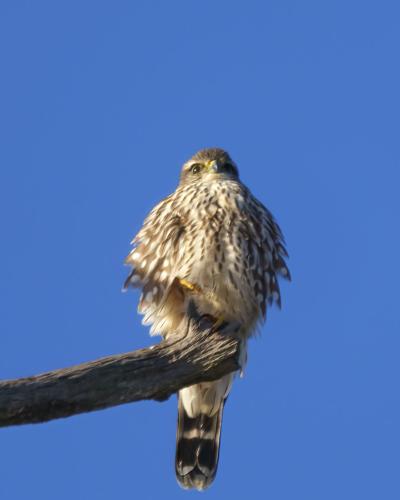 Merlin on a perch