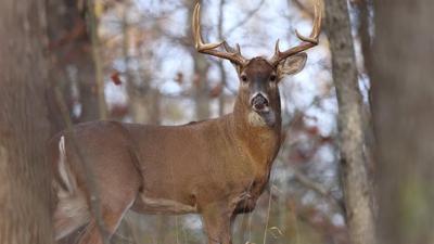 NY DEC clarifies gun law changes for hunting season, News