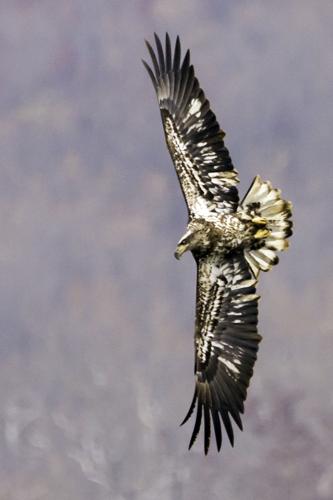 young bald eagle facts