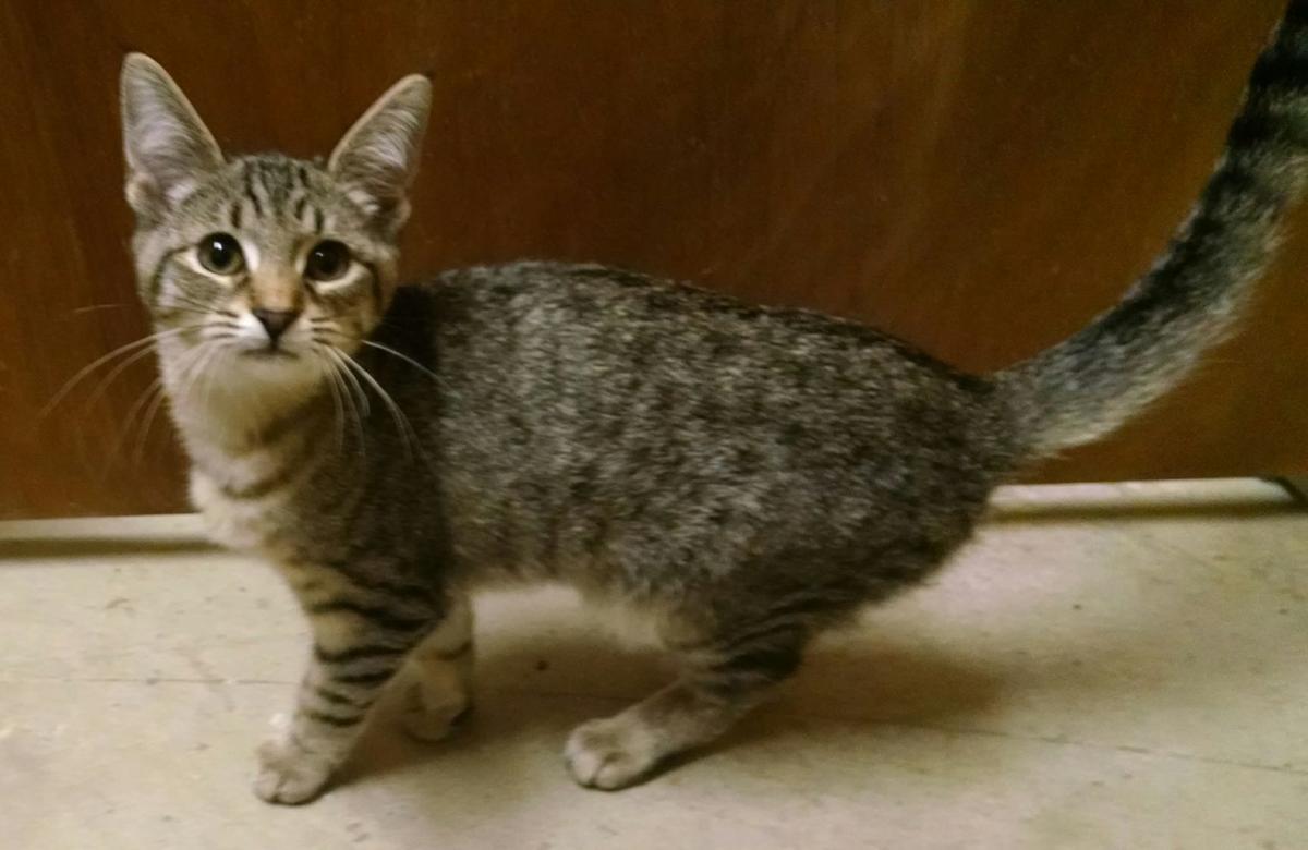 Four Orphaned Felines Rescued From Frosty Clearing News