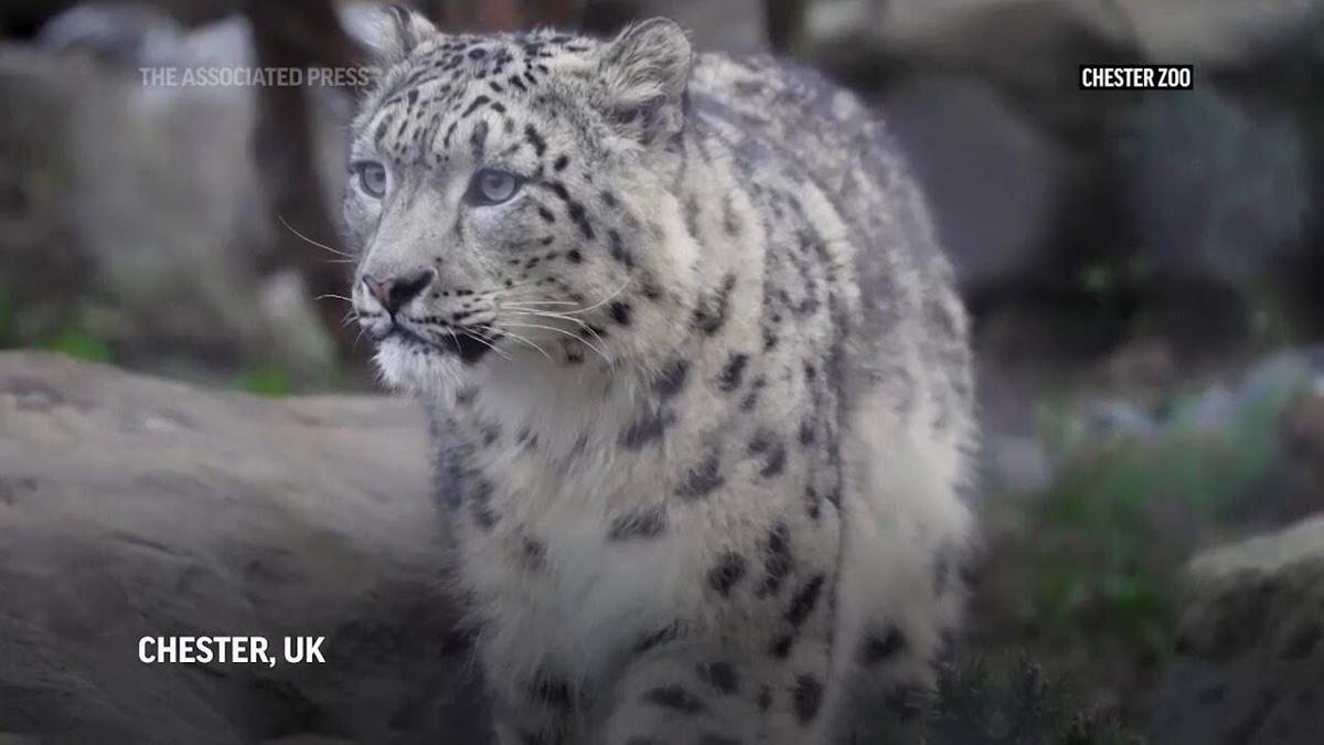 Snow leopards arrive at Chester Zoo for first time in 93-year
