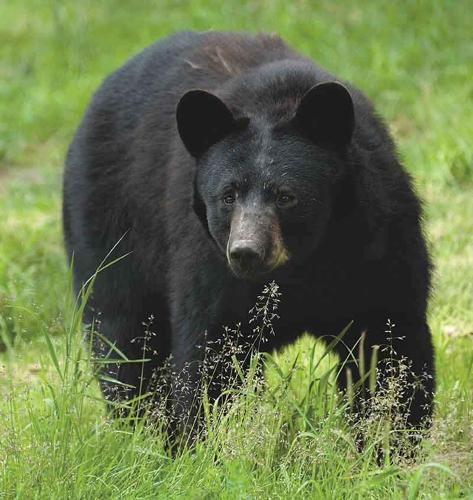 Black bear
