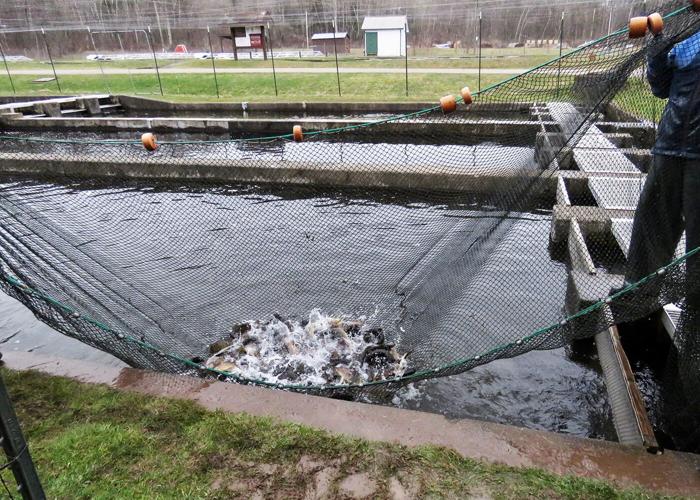 Randolph Hatchery stocks fish for Friday's trout season Cattaraugus