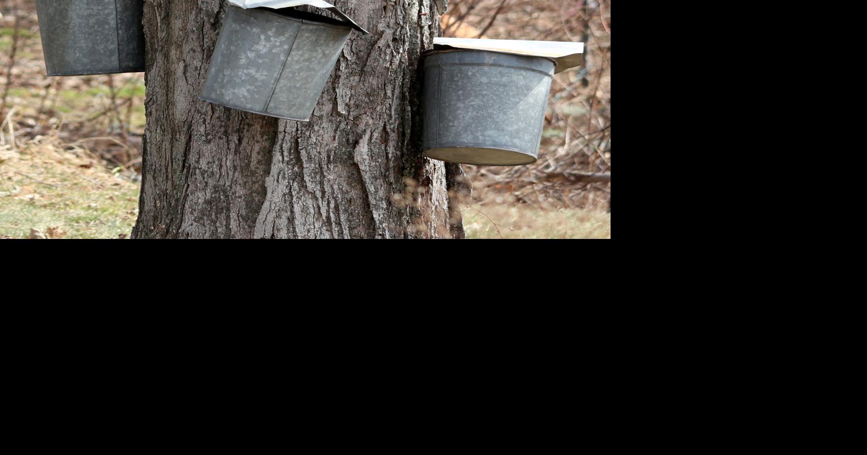 State & Union NY No. 2 in maple syrup production News