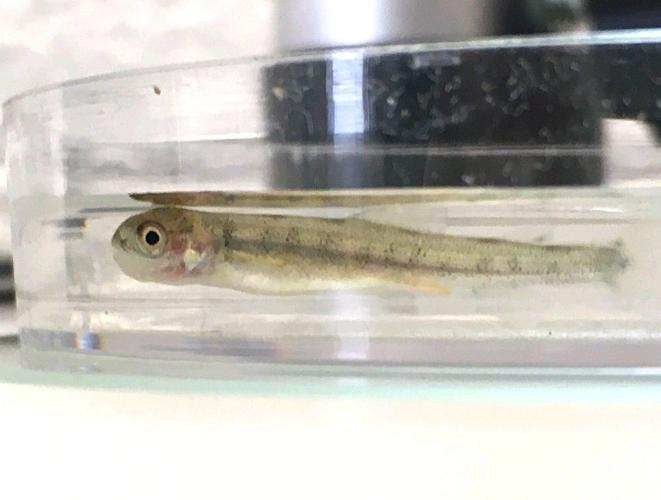 Lake trout fry found in Lake Erie for first time in six decades News