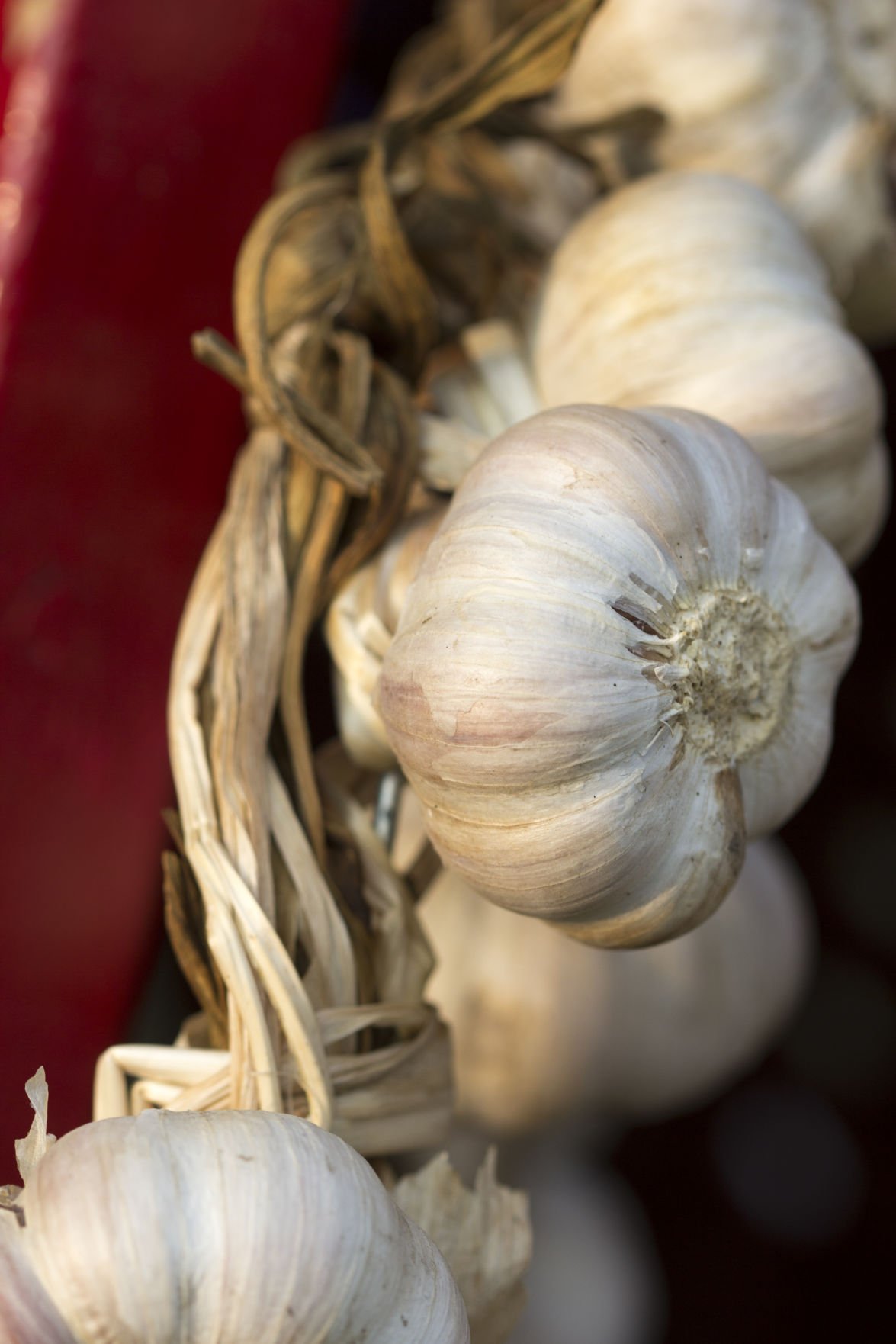 Cuba Garlic Festival Gallery