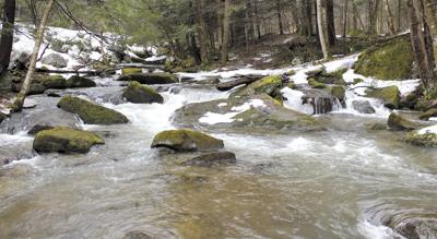 Study Shows Five Allegany State Park Watersheds Rival Those In The