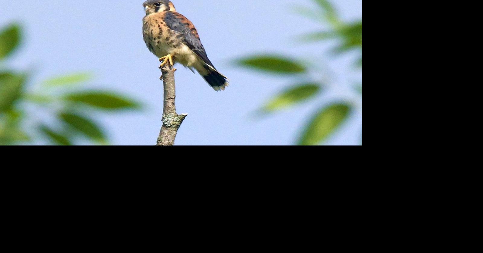 New York DEC seeks input on species in most need of conservation efforts | News