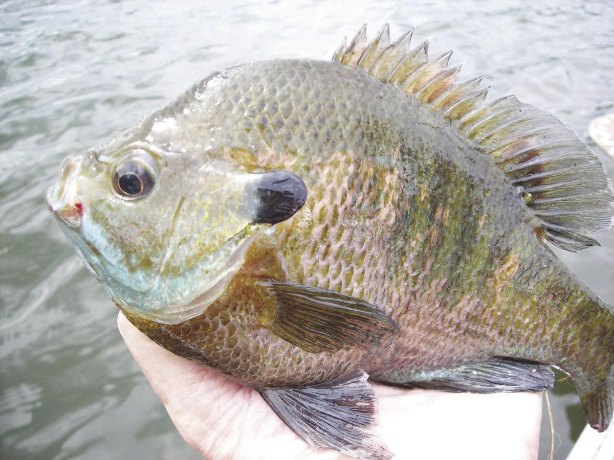 Robertson: When it's hot and other fish are slow, think panfish, Outdoors