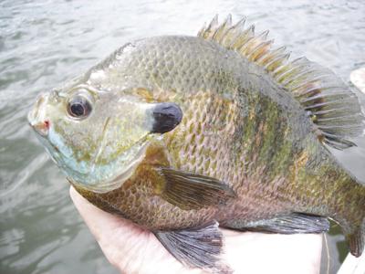 Robertson: When it's hot and other fish are slow, think panfish