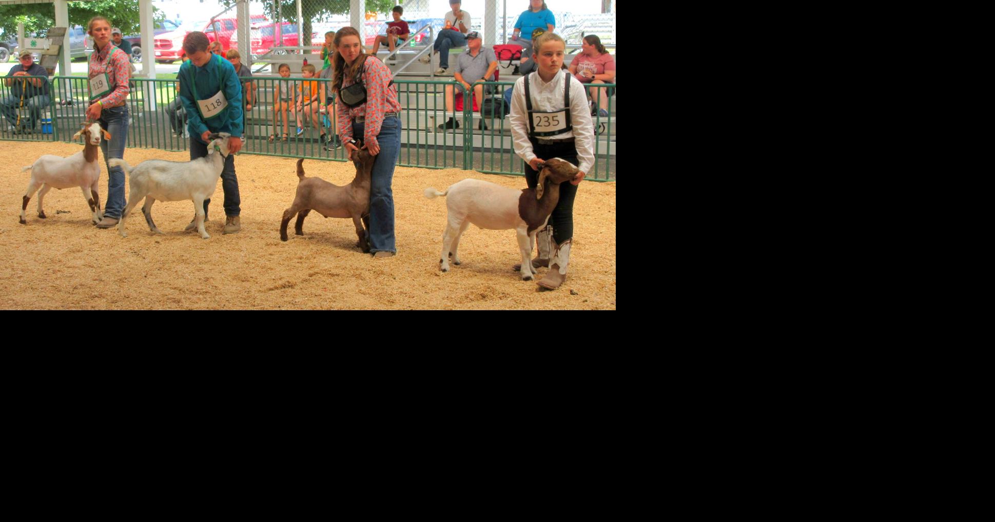 Cattaraugus County Fair to 230 4H competitors this year News