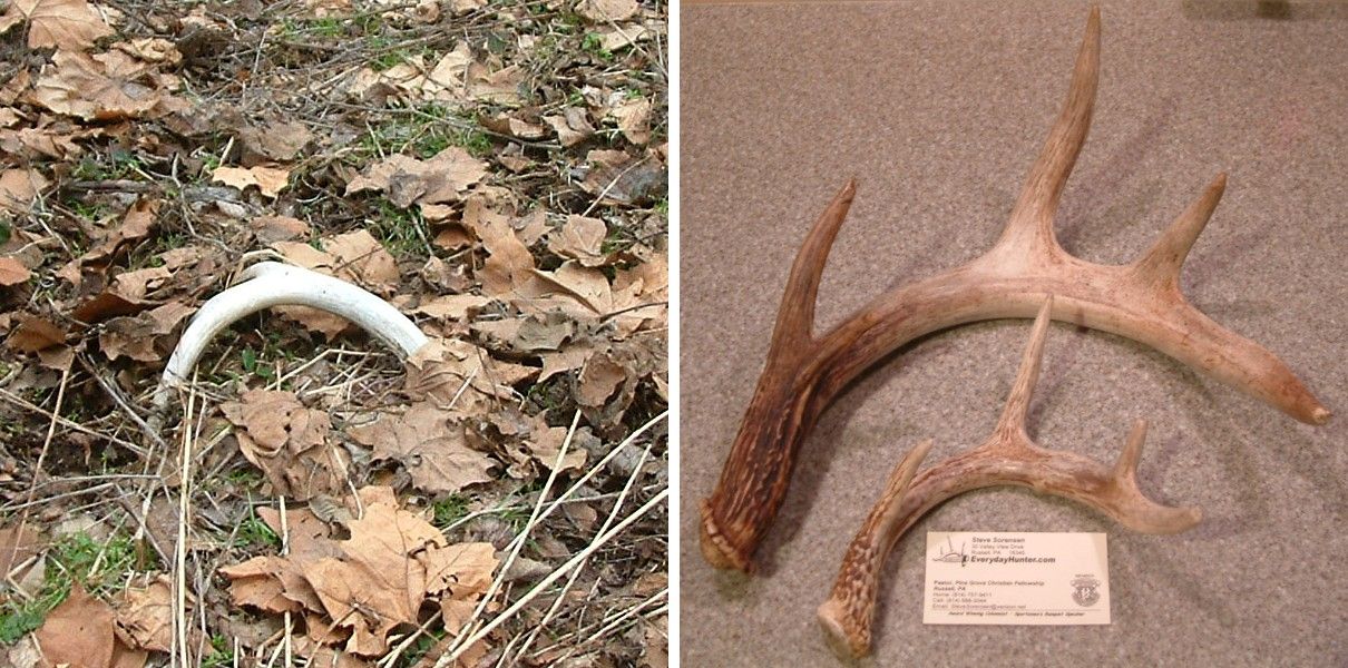 Natural shed antlers hotsell