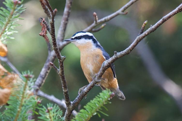 Going for a little technical assistance on a birding trip News