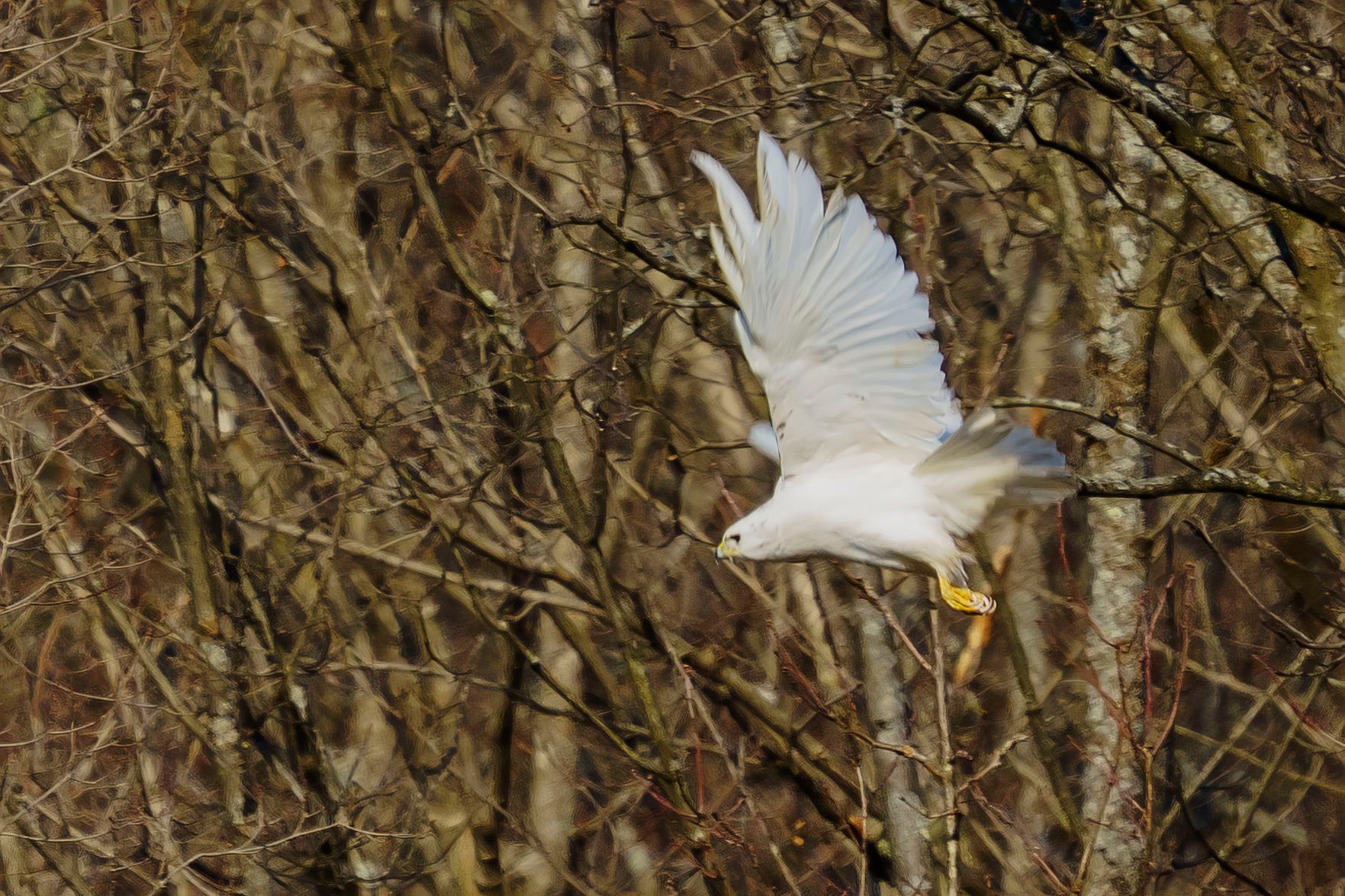 White best sale hawk nj