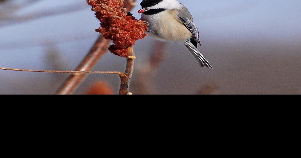 The annual question 'Why aren't birds coming to my feeders