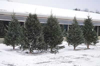 Oh Christmas Tree News Oleantimesherald Com