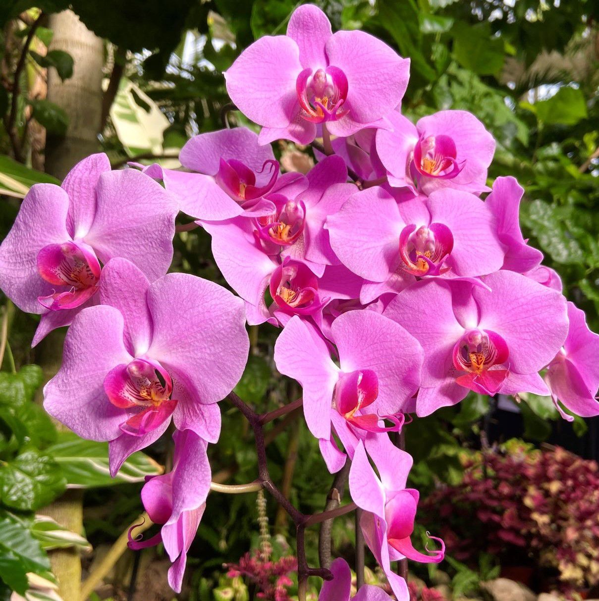 Orchid show returns to Buffalo Botanical Gardens | News