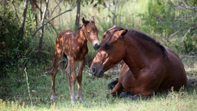 Nc S Famous Outer Banks Wild Horses Have A Rare New Addition