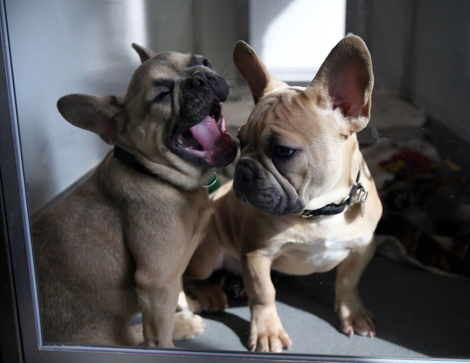 French bulldogs best sale under $1000