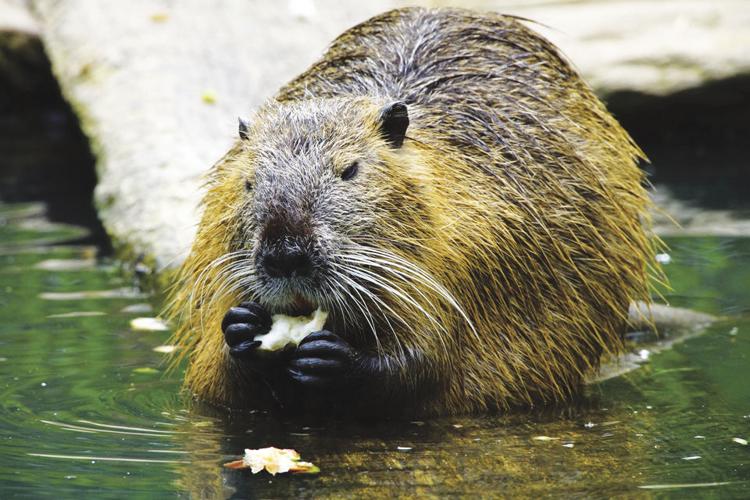 Robertson: Beavers can impact one's fishing — and the local