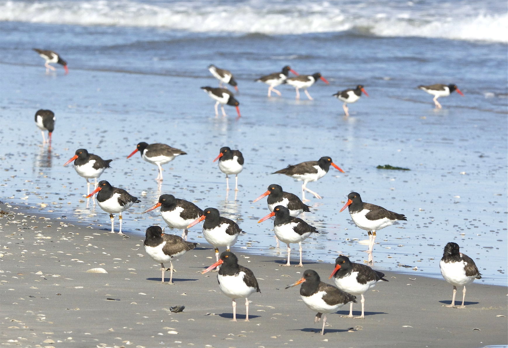 Birds of best sale cape may