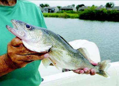 Spoon-fed Lake Erie walleye fall for an international offering