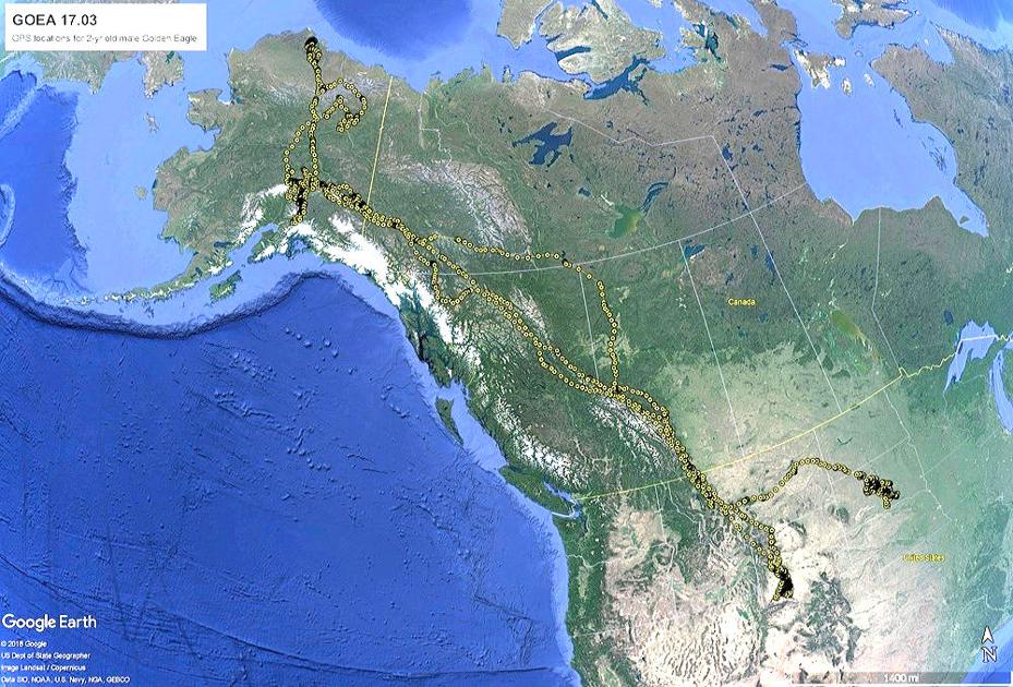 GPS reveals golden eagle’s range of migration Onida Watchman News