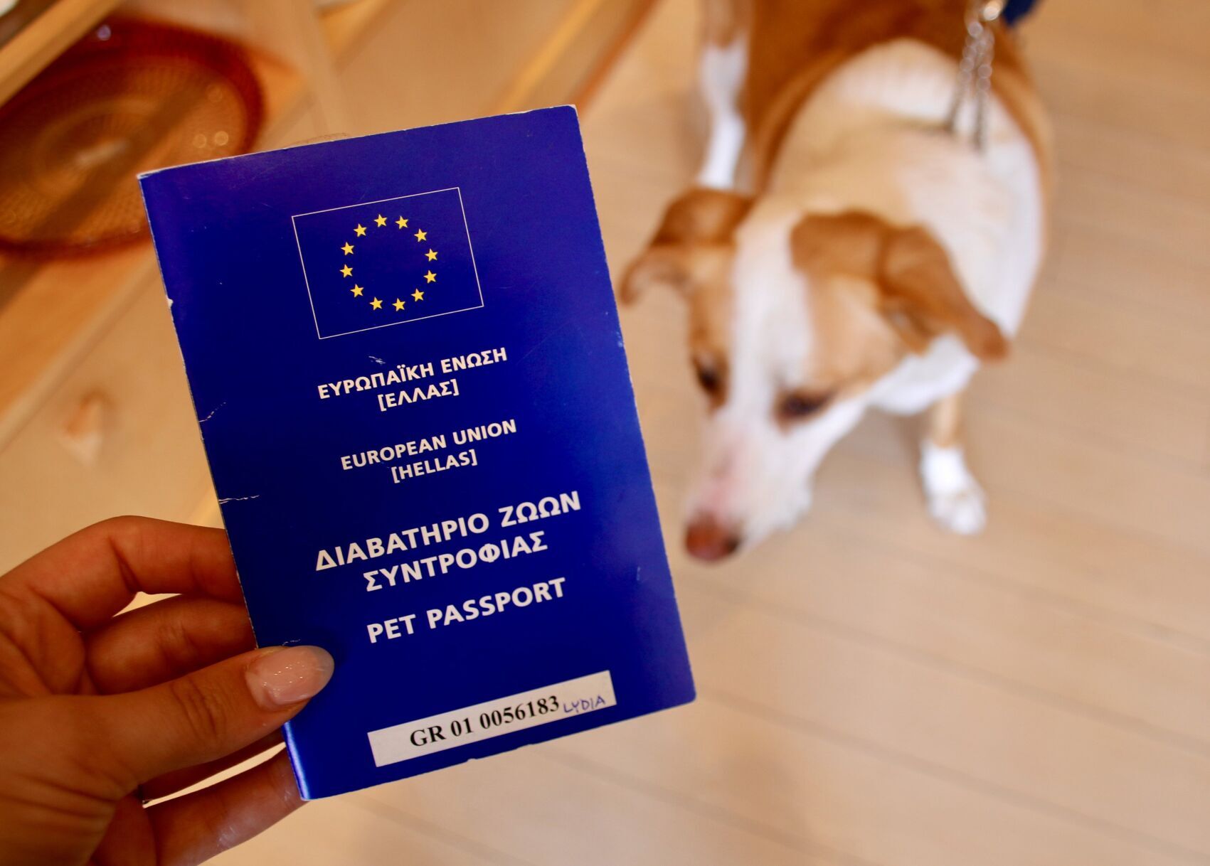 Swiss discount pet passport