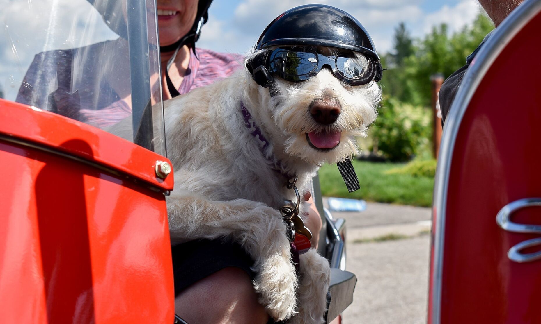 Dog deals sidecar goggles