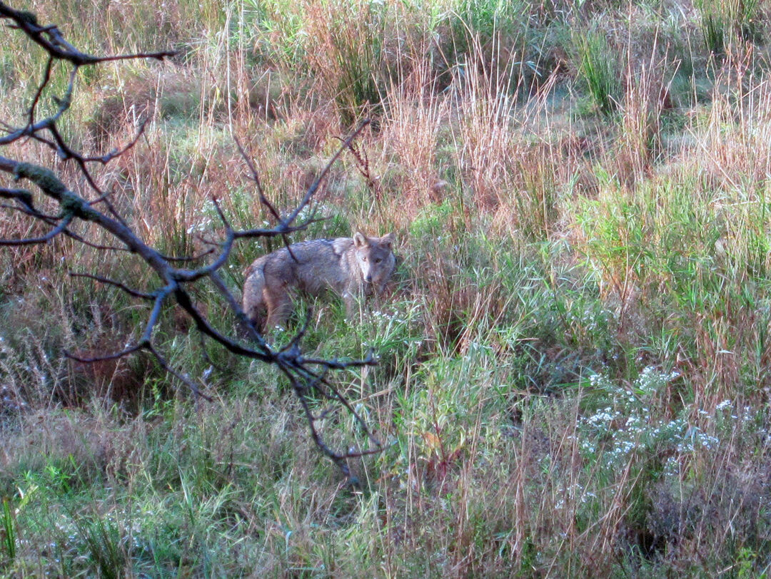 Coyote Spotted Near Orangeville Homes