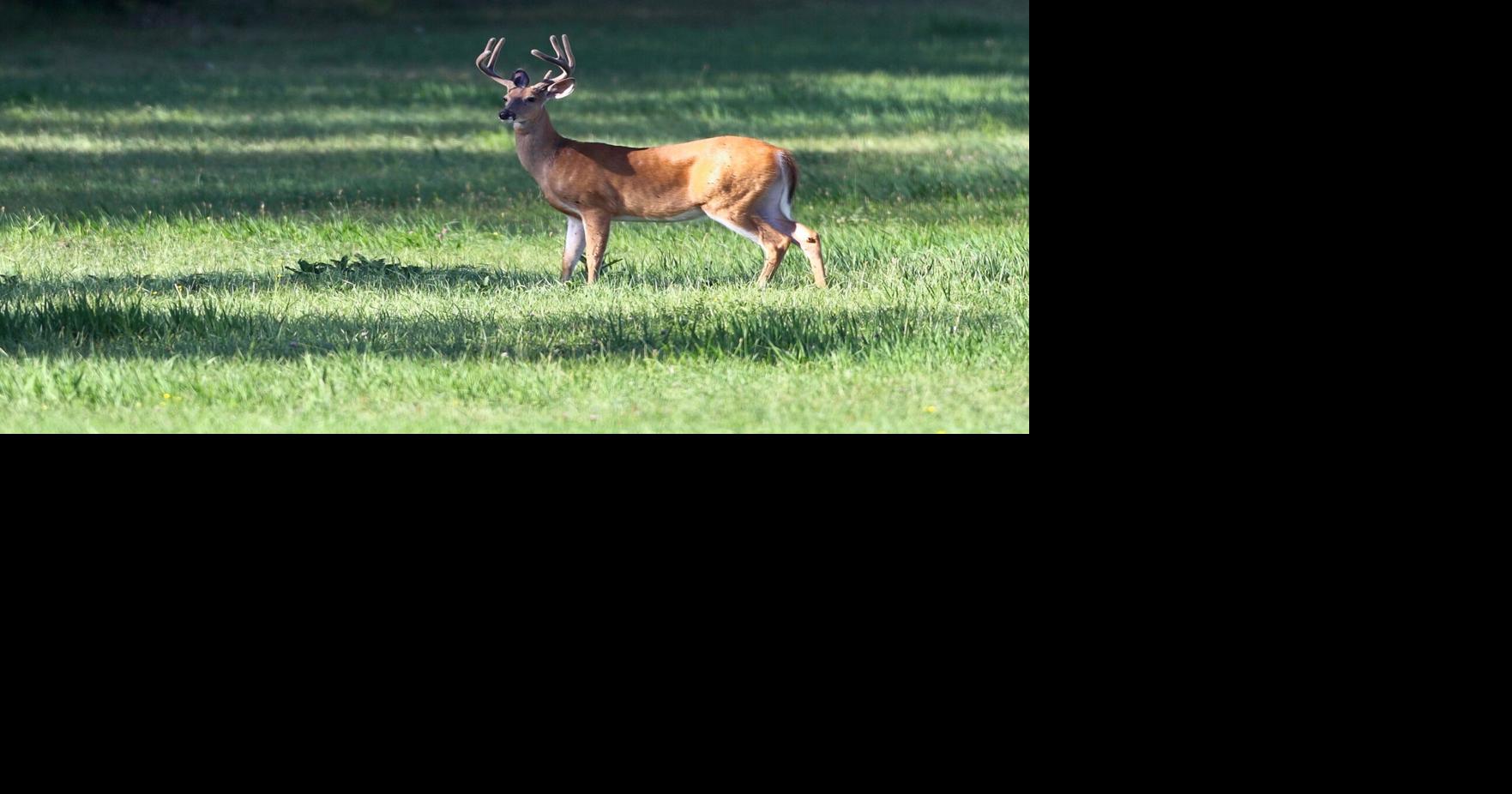 HUNTING ETIQUETTE A guide for the modern southern Ontario hunter