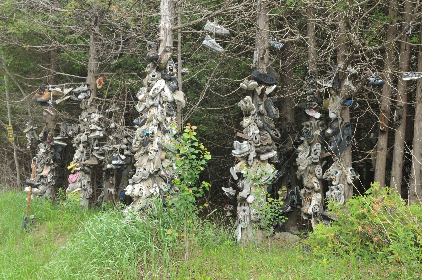 Can you help us solve the Orangeville shoe tree mystery