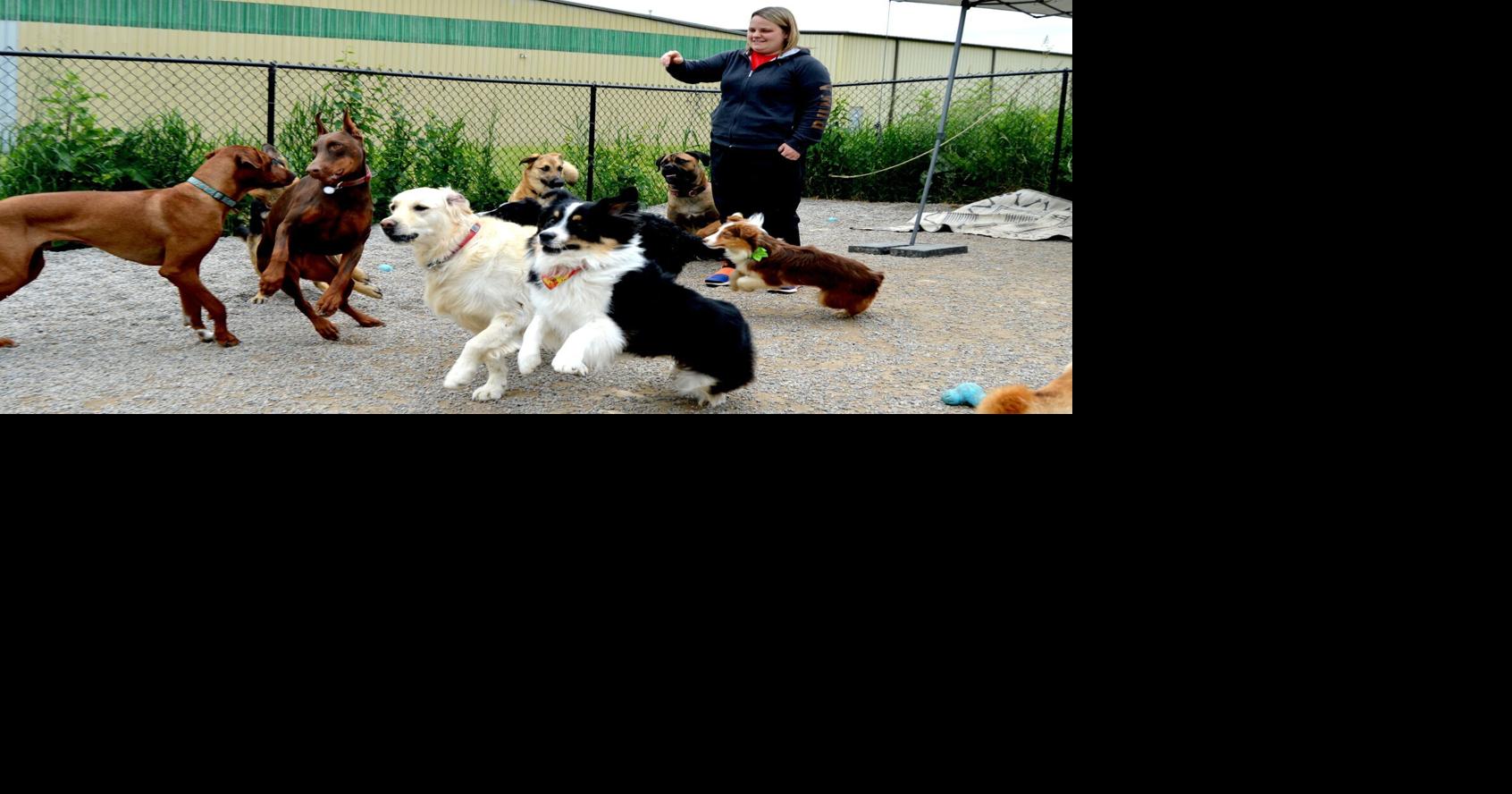 IN BUSINESS Erin's Bold Canine selling raw dog food across Canada